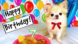 Chihuahua Cedrics 7th birthday [upl. by Guenna]