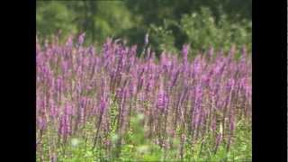 Invaders in Our Waters  Purple Loosestrife [upl. by Darom]