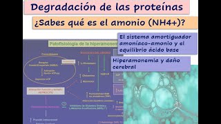 Degradación de proteínas y Amonio Mecanismos de eliminación del amonio Patología y daño cerebral [upl. by Allare]