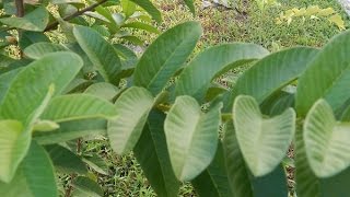 COMO COMBATIR EL ACNE CON HOJAS DE GUAYABA [upl. by Assela981]