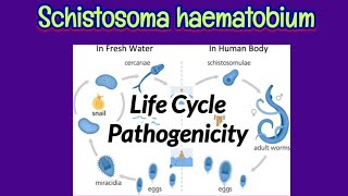 Life Cycle Of Schistosoma Haematobium [upl. by Piotr]