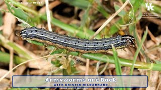 Armyworms are Back [upl. by Woodrow485]