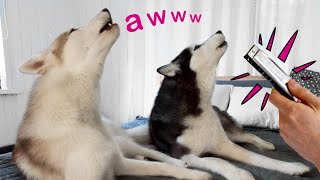 My Husky Dogs Howl To the Sound Of a Harmonica [upl. by Wahl193]