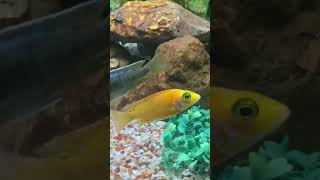 Yellow Lab Cichlid Tu2pm YellowElectricCichlid ElectricYellowLabCichlid FreshwaterAquarium [upl. by Asilec]