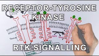 Receptor Tyrosine Kinase  RTK Signalling [upl. by Euqor263]