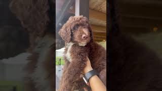 Chocolate Labradoodle puppy [upl. by Ytrebil]