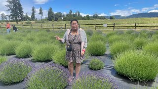 Touring A Lavender Farm amp eating at Kenny Noodle House [upl. by Shere874]