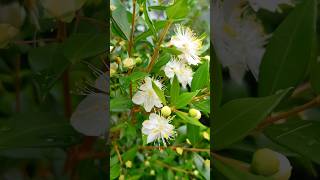 Myrtus communis  myrtle japanmyrtuscommunisevergreenplantshorts [upl. by Nimaj129]