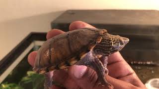 Meet My Turtles Pt 3 Stripe Necked Musk Turtles Sternotherus Minor Peltifer [upl. by Townie]