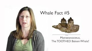 Whale Facts with Meredith  5 [upl. by Eednahs958]