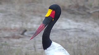 Male saddlebilled stork Ephippiorhynchus senegalensis at Djuma Waterhole [upl. by Blumenthal]