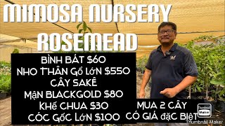 Mimosa Nursery Rosemead Có Hàng Mới Về Mua 2 Cây Có Giá Đặc Biệt tt739 [upl. by Langham]