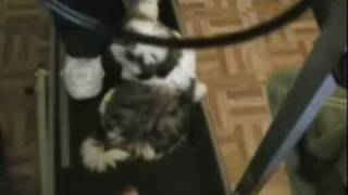 Shih Tzu puppy walks on treadmill Kendra works out [upl. by Atidnan815]