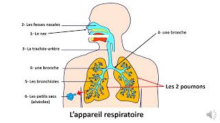 La respiration et l’appareil respiratoire 2 Classe de Eb3 [upl. by Jolda]