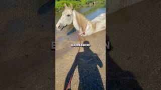 Horse And Owner Get Stuck In Quicksand 🐎😨shorts [upl. by Ydok774]