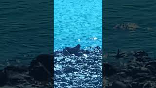 otter 🦦 eating crab 🦀waterfront wildlife [upl. by Heuser]