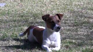 Jack Russell Terrier playing and jumping [upl. by Jablon537]