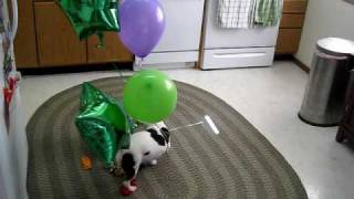 DOG vs BALLOONS IV AIRBORNE ASSAULT [upl. by Hardunn]