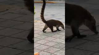 White Nosed Coati Attempts To Cross A Busy Road  Mexico coatis nature [upl. by Leann]