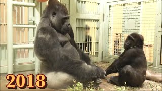 出産が近づき、妊娠中の妻の代わりに長男の面倒を見る父ゴリラのモモタロウ⭐️Gorilla【京都市動物園】Momotaro when his wife was pregnant [upl. by Enitnemelc]