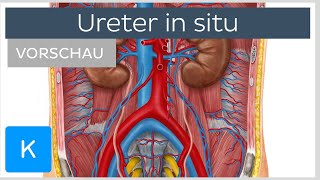 Harnleiter Lage und umgebende Strukturen Vorschau  Kenhub [upl. by Gnouv]