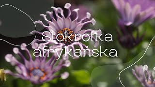 Stokrotka afrykańska Osteospermum Nasadzenia na słońce [upl. by Wendel460]