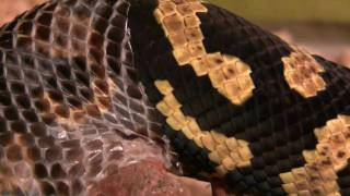 Jungle Carpet Python Shedding HD [upl. by Gerdy738]