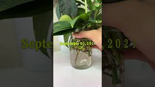 Hawaiian Pothos Propagation in Water pothos leca propagation [upl. by Bekelja]