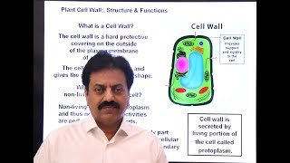 Plant Cell Wall Function Structure In Sindhi  First Year Biology  Chapter 4 The Cell [upl. by Whang]