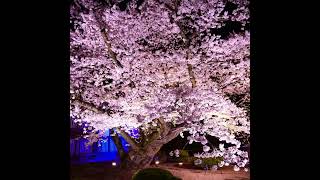 Night view of cherry blossoms at Hirosaki Castle  Hirosaki City Aomori Prefecture [upl. by Aderfla233]