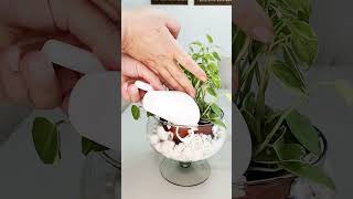 Peperomia linda 🌿💕☘️plants shortvideo gardenplants plantaslindas [upl. by Rhodes]