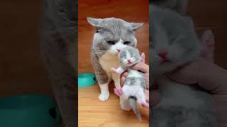 Cute kitten cat lovecats cats catvideos kittens catlover princesscat kitten  531 [upl. by Sito353]