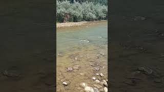 another view of the animas river smallyoutuber river nm [upl. by Riggs]