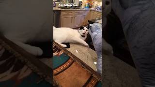 funny animals cats and dogs 🐈🐕😹 funniest shorts cat fun viral [upl. by Marin]