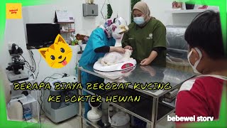 MAHAL  NGGA BERAPA BIAYA BEROBAT KUCING KE PETSHOP  DOKTER HEWAN [upl. by Adnoryt693]