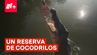 “Crocodylus Park” la reserva en Australia para cocodrilos  N [upl. by Wira528]