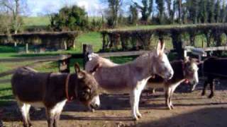 Liscarroll Donkey Sanctuary Co Cork Ireland [upl. by Jehias]