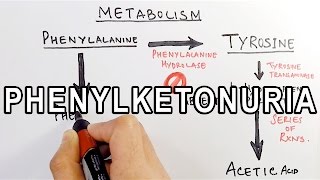 Phenylketonuria  Biochemistry amp Genetics [upl. by Paugh246]