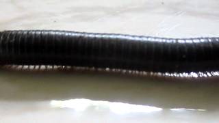 Millipede ThousandLegger walking [upl. by Turk186]