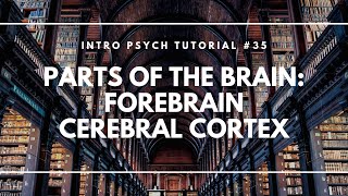 Parts of the Brain Forebrain Cerebral Cortex Intro Psych Tutorial 35 [upl. by Cusack211]