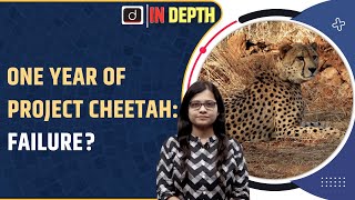 One year of Project Cheetah Success or Failure  Indepth  Drishti IAS [upl. by Ylrebmi]