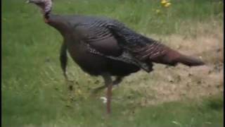 CAT vs WILD TURKEY  Funny [upl. by Suolhcin]