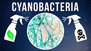 How to Kill Cyanobacteria – Natural vs Chemical [upl. by Ahselrac]