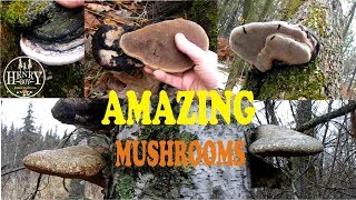 BEST Bracket Mushrooms Birch Polypore Polyporales [upl. by Norramic]