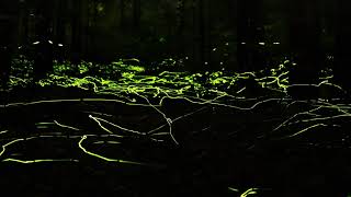 Fireflies Dance in the Great Smoky Mountains [upl. by Anyad950]