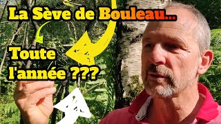 Comment la sève de bouleau peut se consommer toute lannée [upl. by Ennaisoj]