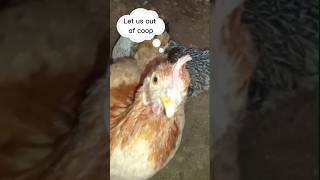 Backyard Chickens Homestead  Winter chicken care [upl. by Biernat]