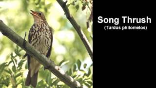 Song Thrush Bird Call and Pictures for Teaching BIRDSONG [upl. by Bamford859]