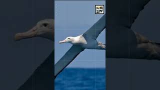 Quick Albatross Facts  The Biggest Bird on Earth  Animal a Day A Week shorts [upl. by Haelat]