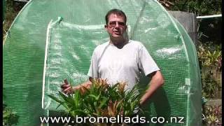 Bromeliads Online  How to harvest pups [upl. by Enyar]